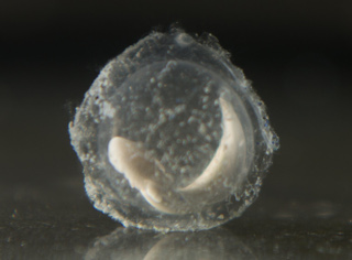An olm egg on the verge of hatching (Image: Iztok Medja)
